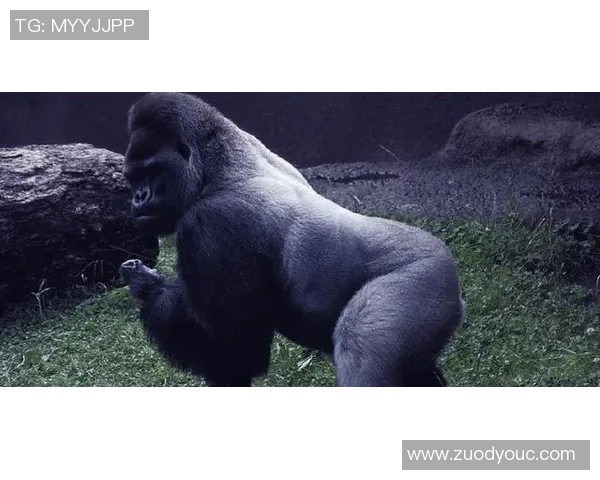 银背大猩猩与火焰的对决：自然力量的碰撞与生存的考验